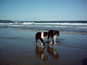 Photo of Caravan on Perran Sands Holiday Park